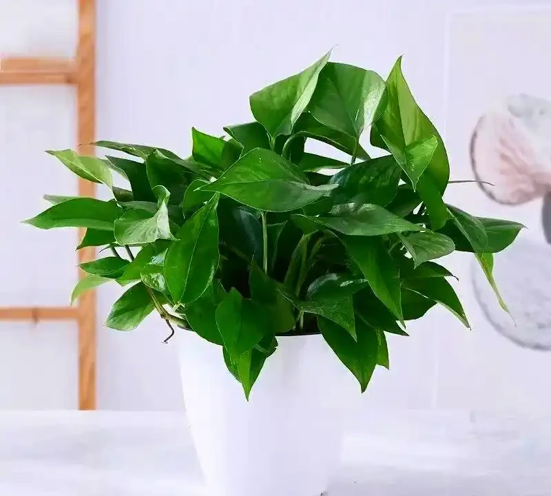 室內十大好養的綠植;哪種最適合家居裝飾?哪些綠植適合室內養殖