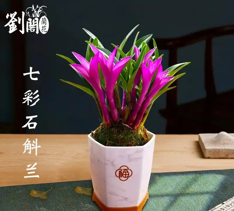 室內十大好養的綠植;哪種最適合家居裝飾?哪些綠植適合室內養殖