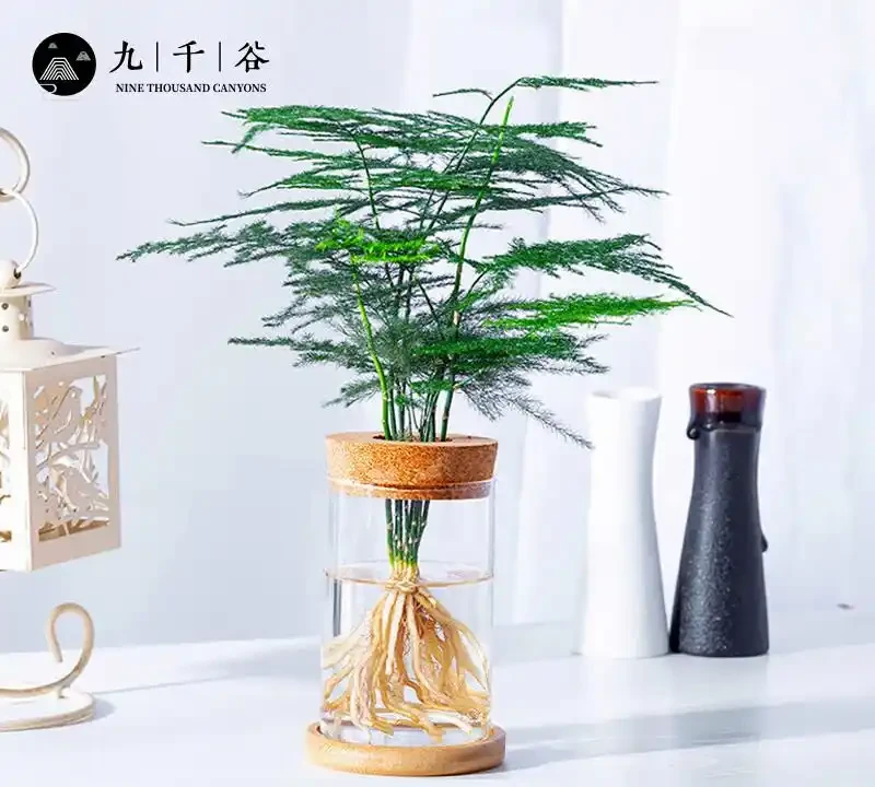 室內十大好養的綠植;哪種最適合家居裝飾?哪些綠植適合室內養殖