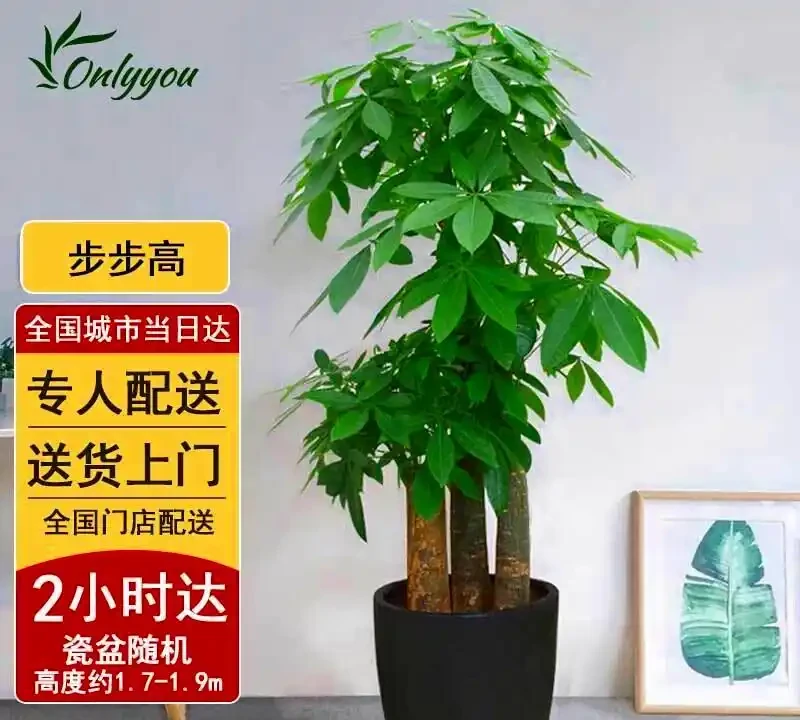 室內十大好養的綠植;哪種最適合家居裝飾?哪些綠植適合室內養殖