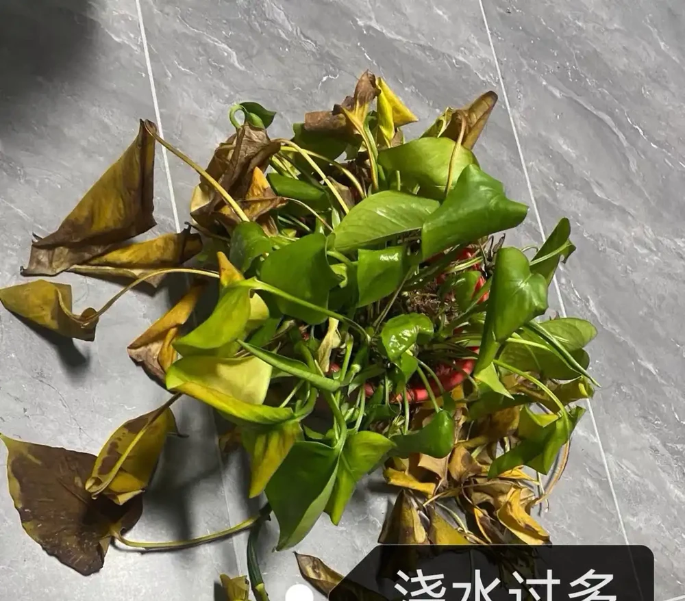 黃金葛葉子發黃的快速補救方法,分5種情況進行講解