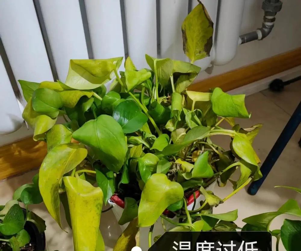 黃金葛葉子發黃的快速補救方法,分5種情況進行講解