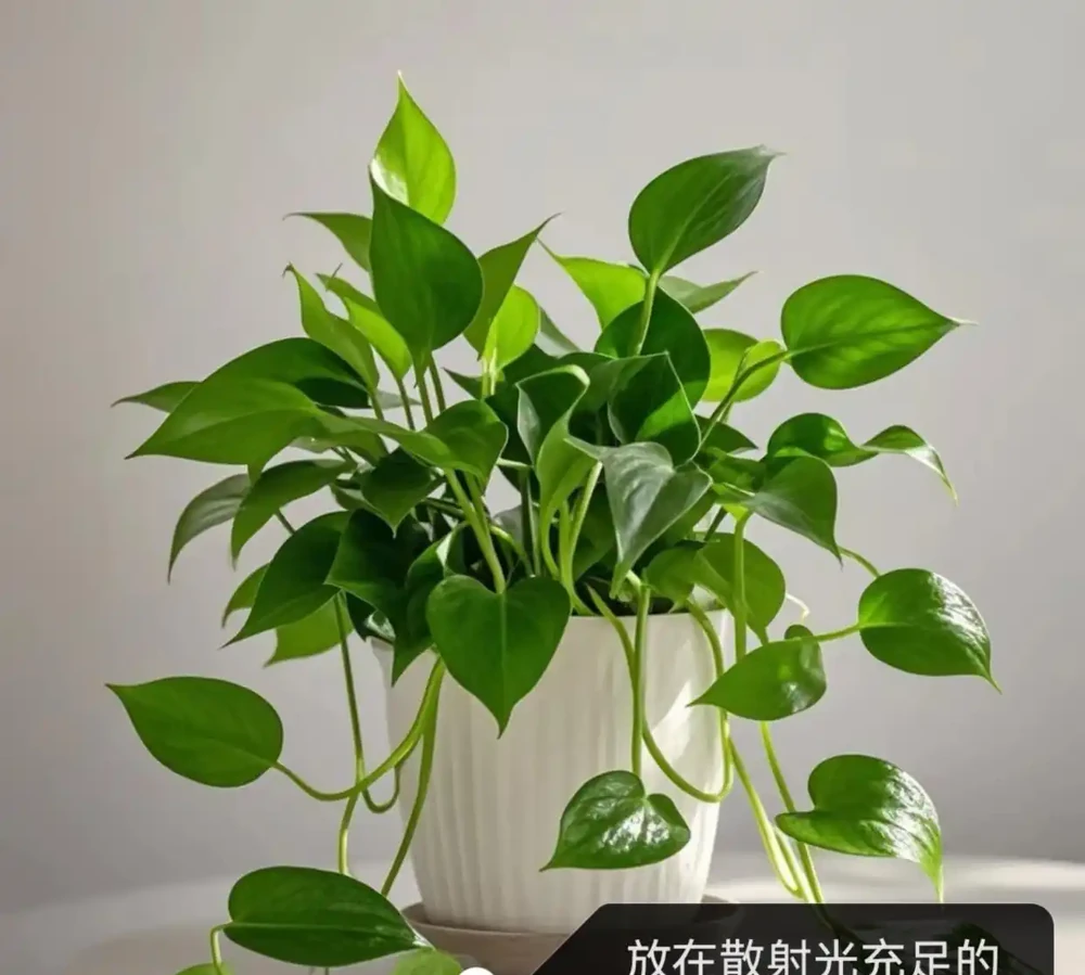 黃金葛葉子發黃的快速補救方法,分5種情況進行講解