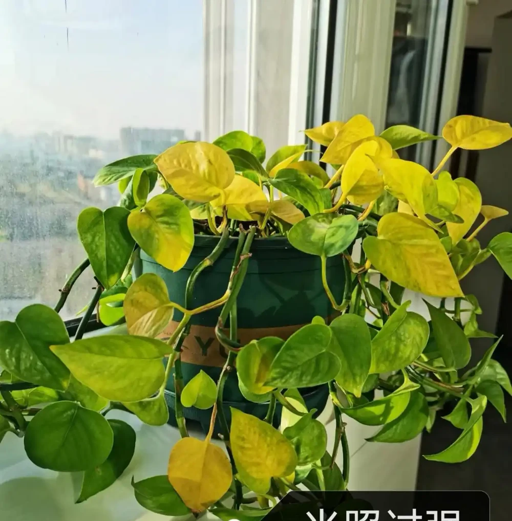 黃金葛葉子發黃的快速補救方法,分5種情況進行講解