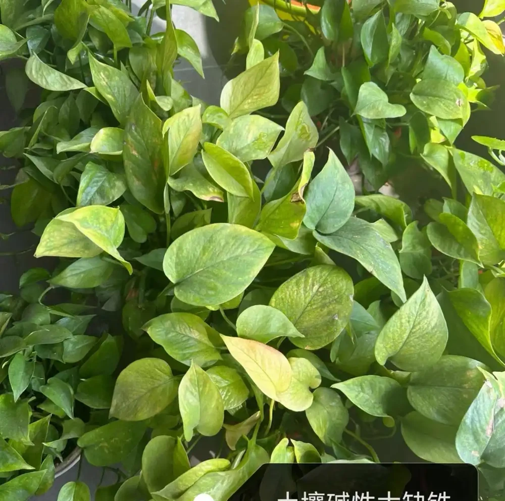 黃金葛葉子發黃的快速補救方法,分5種情況進行講解
