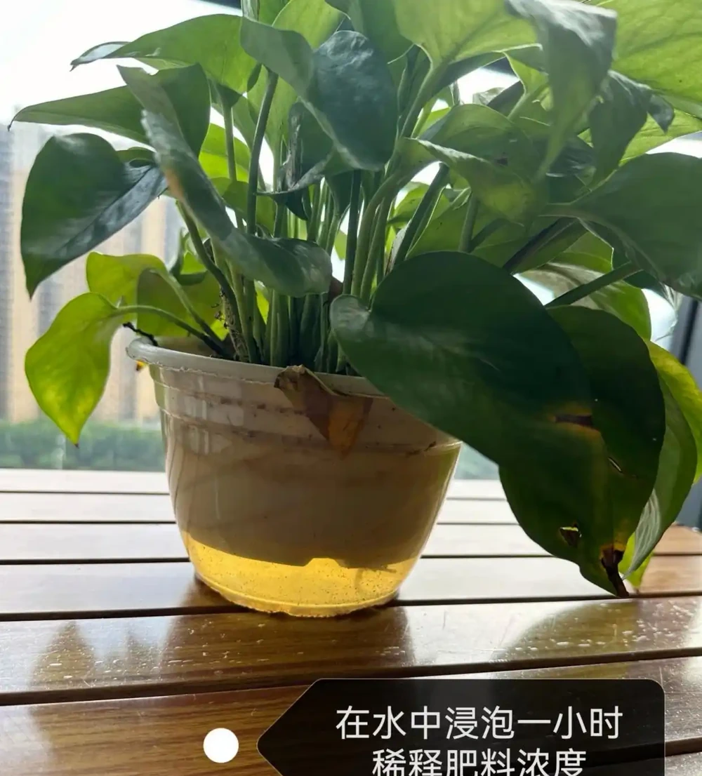 黃金葛葉子發黃的快速補救方法,分5種情況進行講解