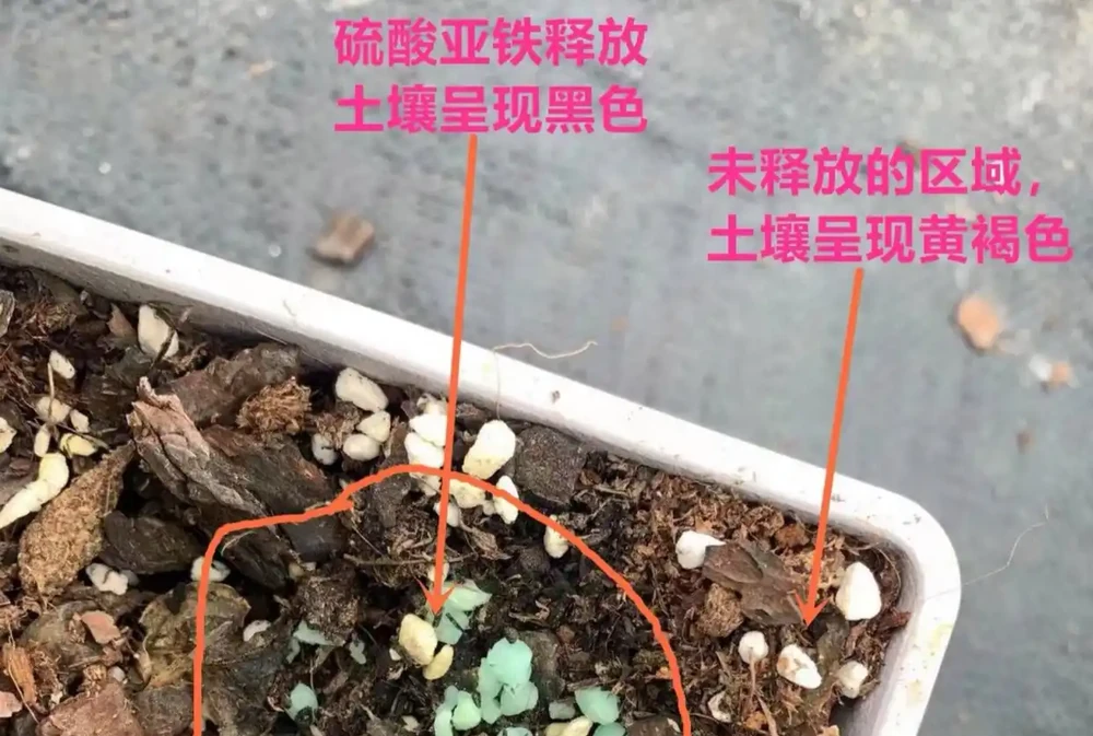 黃金葛葉子發黃的快速補救方法,分5種情況進行講解