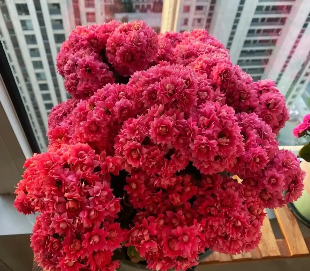 養花8年，我建議你窗臺養這10種花，花旺人旺，好治癒