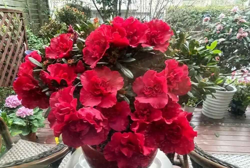 養花8年，我建議你窗臺養這10種花，花旺人旺，好治癒