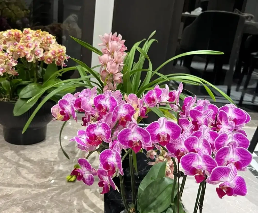 養花8年，我建議你窗臺養這10種花，花旺人旺，好治癒
