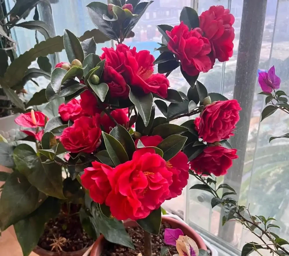 養花8年，我建議你窗臺養這10種花，花旺人旺，好治癒