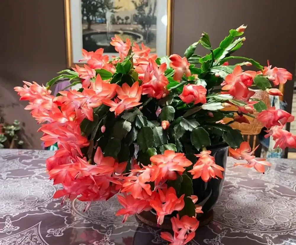 養花8年，我建議你窗臺養這10種花，花旺人旺，好治癒