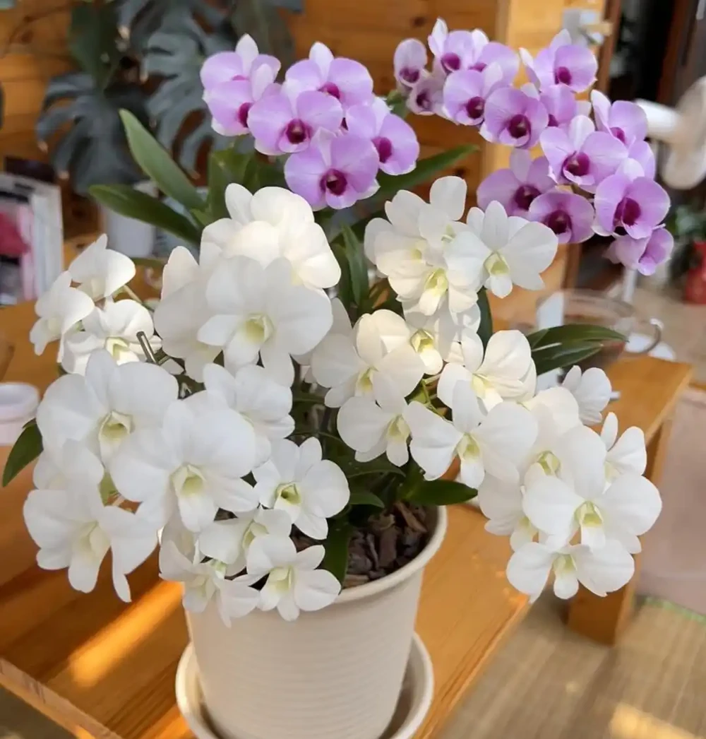 養花8年，我建議你窗臺養這10種花，花旺人旺，好治癒