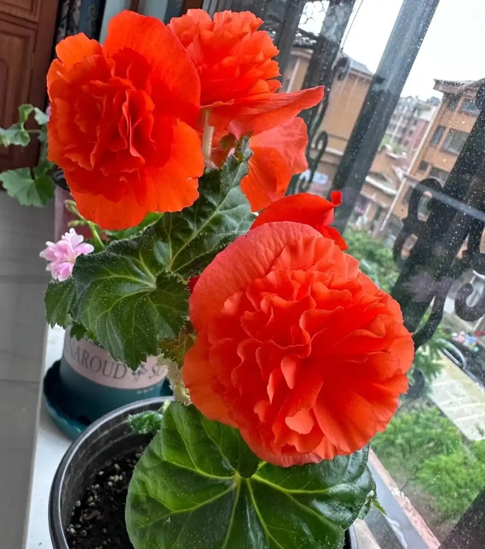 養花8年，我建議你窗臺養這10種花，花旺人旺，好治癒