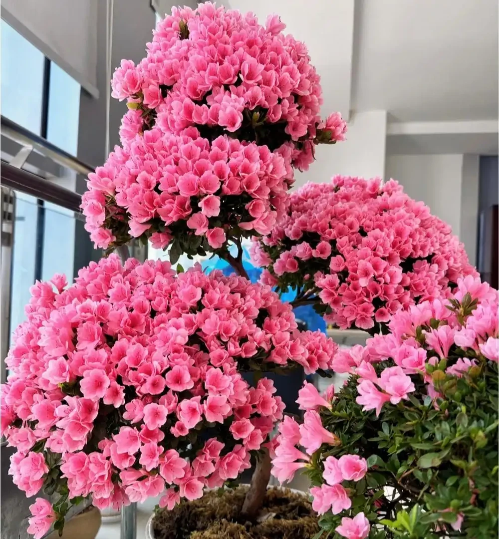 養花8年，我建議你窗臺養這10種花，花旺人旺，好治癒