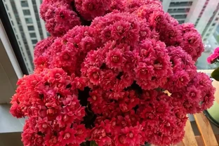 養花8年，我建議你窗臺養這10種花，花旺人旺，好治癒
