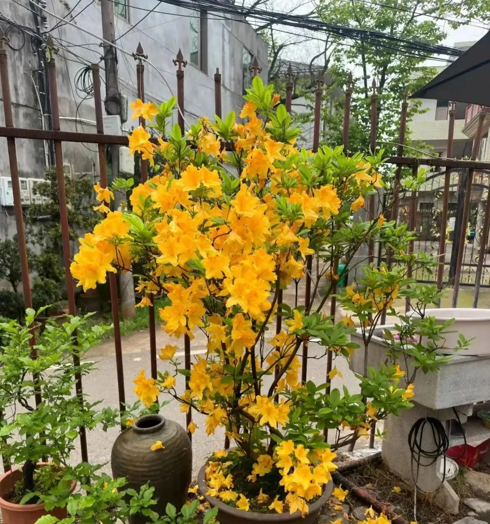 新家養花,建議客廳堅持「6不養」,不是誤導,而是過來人的教訓