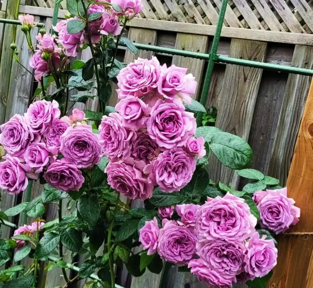 養花10年，分享我最喜歡的10種花，好養且開花漂亮