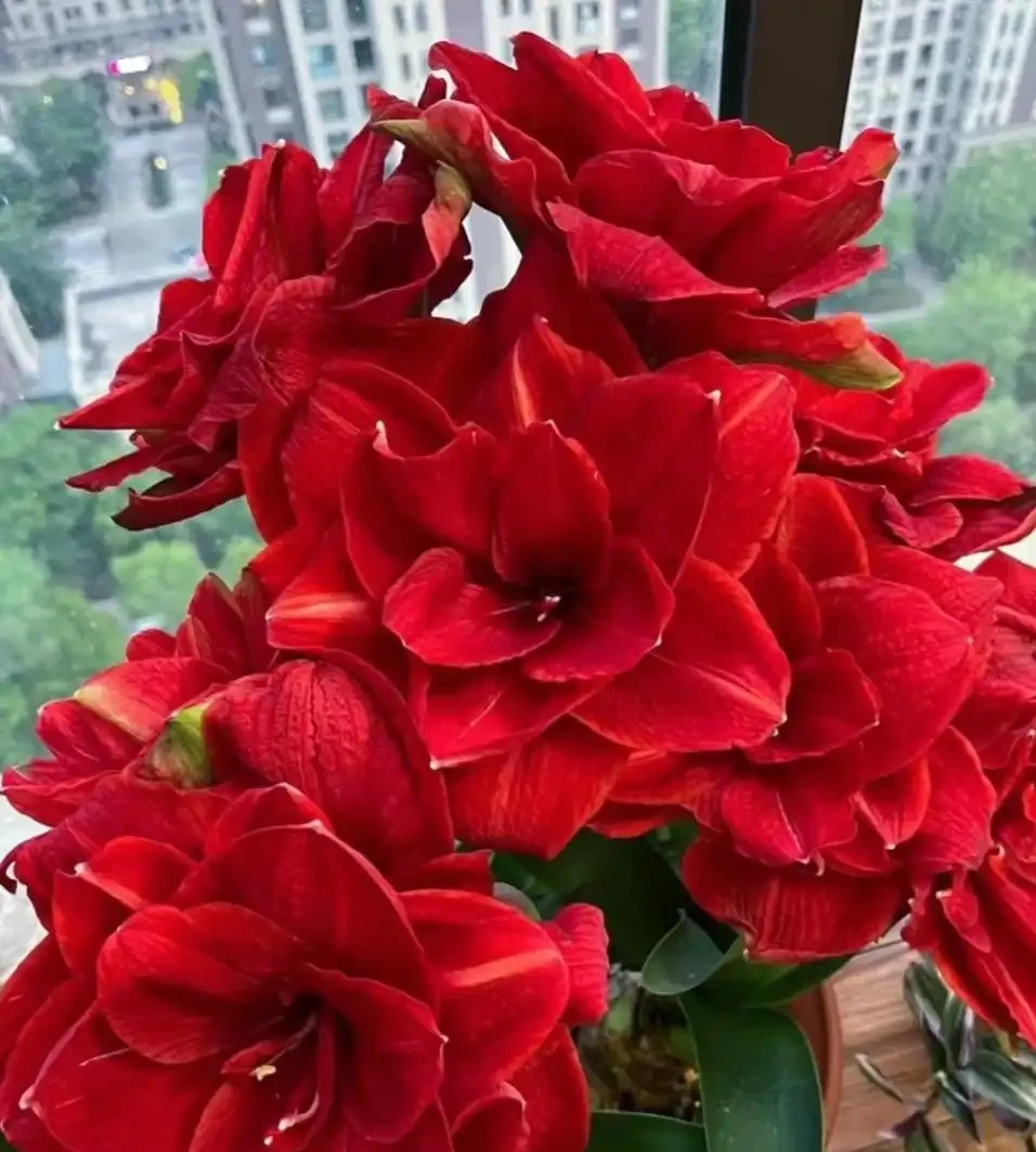 養花10年，分享我最喜歡的10種花，好養且開花漂亮