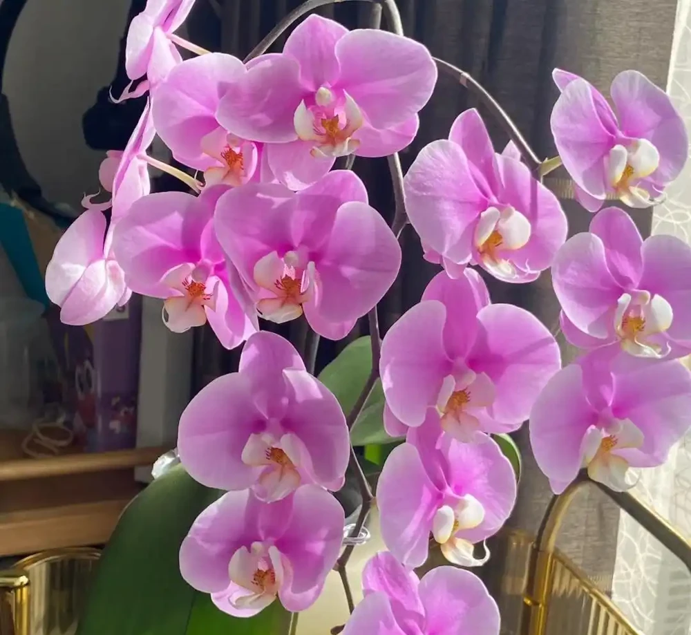 養花10年，分享我最喜歡的10種花，好養且開花漂亮