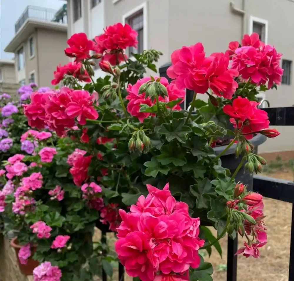 養花10年，分享我最喜歡的10種花，好養且開花漂亮