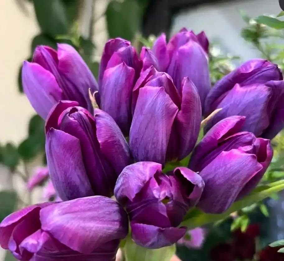 養花10年，分享我最喜歡的10種花，好養且開花漂亮