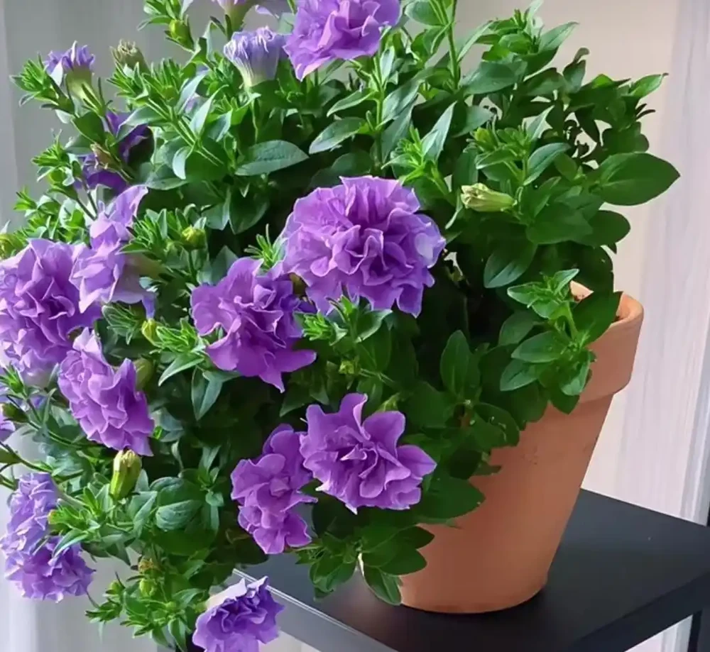 養花10年，分享我最喜歡的10種花，好養且開花漂亮