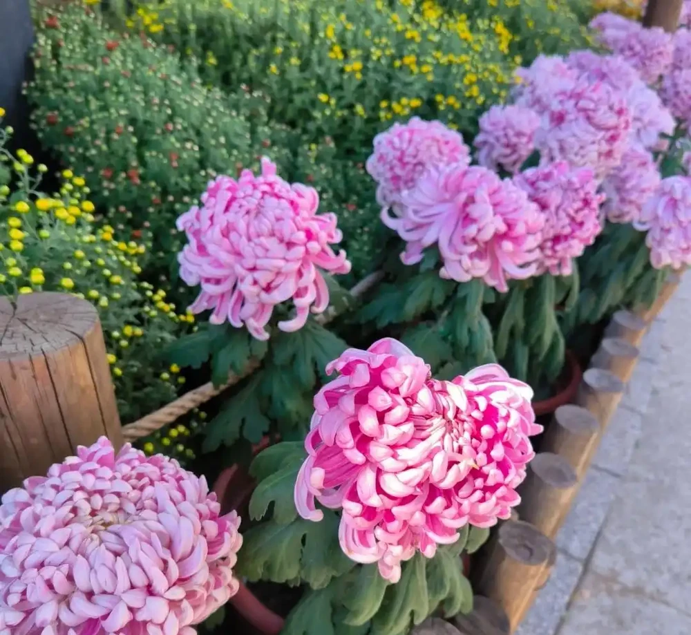養花10年，分享我最喜歡的10種花，好養且開花漂亮