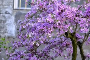養花10年，分享我最喜歡的10種花，好養且開花漂亮