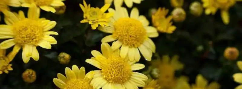 菊花施肥有什麼方法,哪些措施可以應對施肥過多