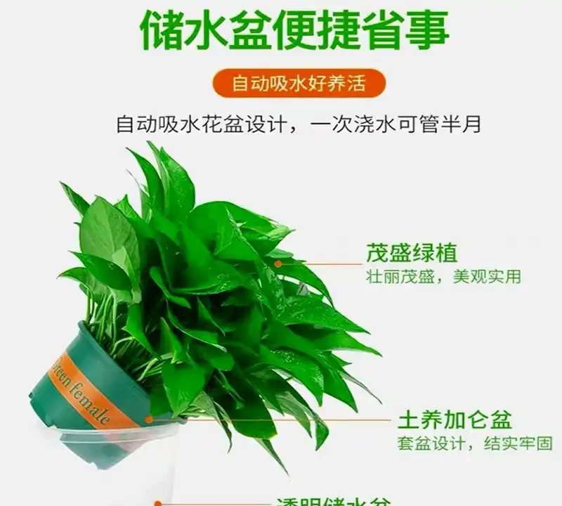 辦公室綠植排名前十名;哪些綠植適合辦公室?如何挑選並養護它們