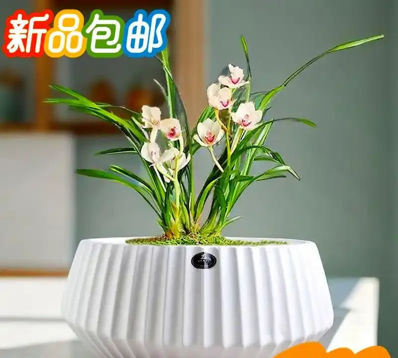 辦公室綠植排名前十名;哪些綠植適合辦公室?如何挑選並養護它們