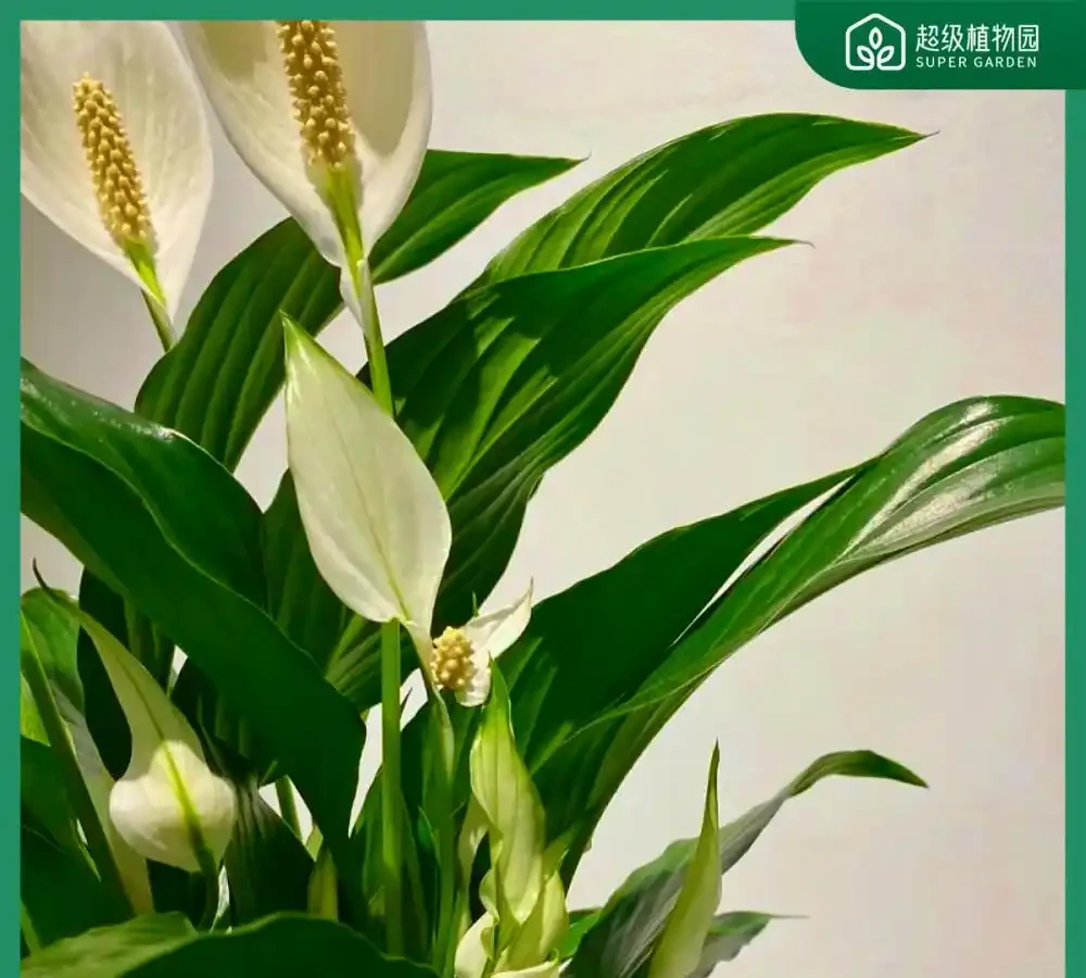 辦公室綠植排名前十名;哪些綠植適合辦公室?如何挑選並養護它們
