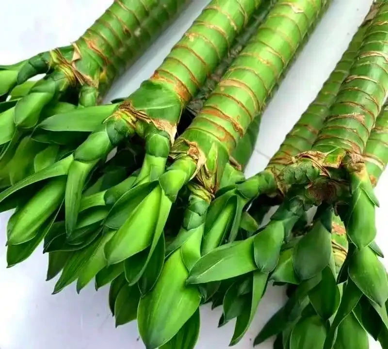 辦公室綠植排名前十名;哪些綠植適合辦公室?如何挑選並養護它們