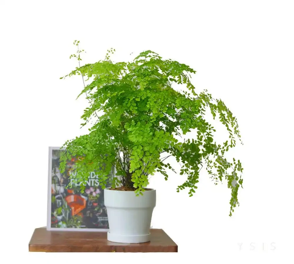 辦公室綠植排名前十名;哪些綠植適合辦公室?如何挑選並養護它們
