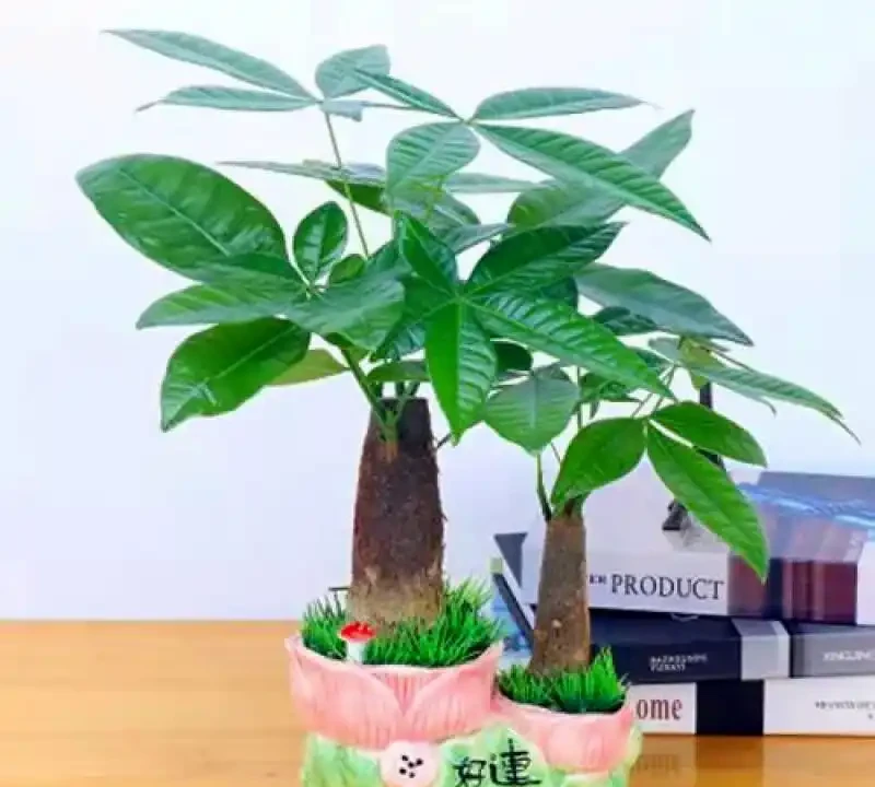 辦公室綠植排名前十名;哪些綠植適合辦公室?如何挑選並養護它們