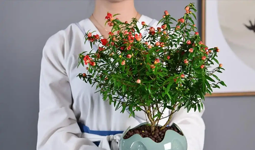 這14種植物,一種比一種更吉祥,養一盆求個家宅興旺、人生順遂