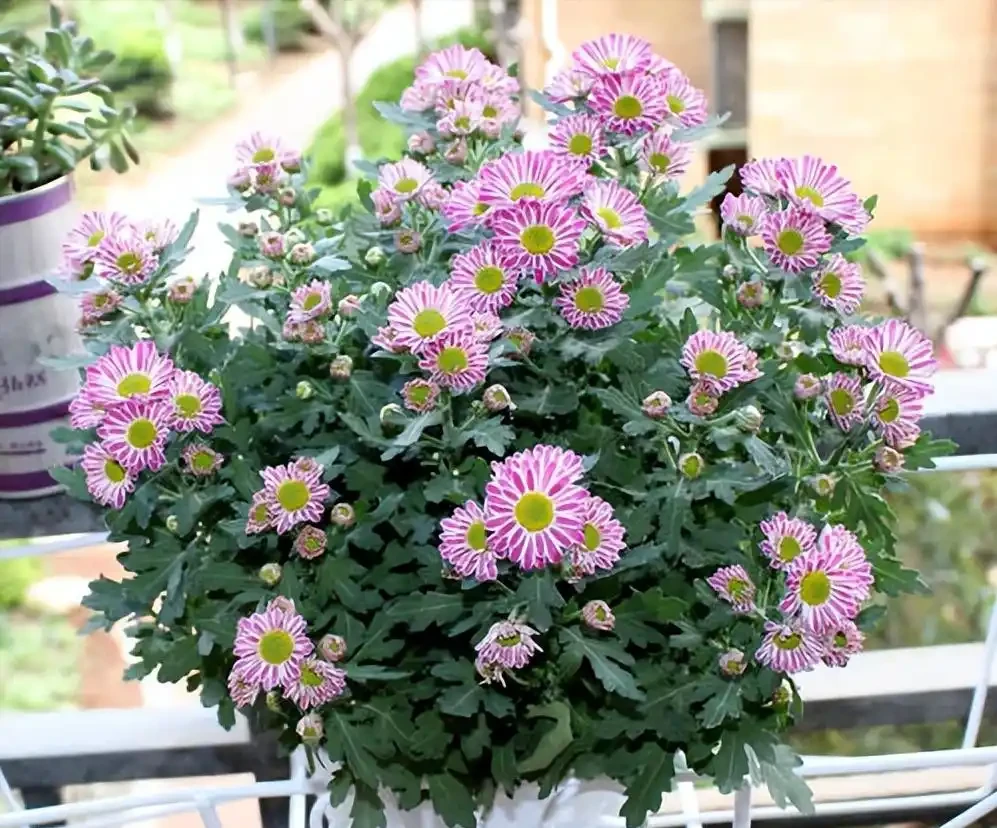 這14種植物,一種比一種更吉祥,養一盆求個家宅興旺、人生順遂