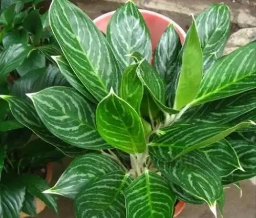這14種植物,一種比一種更吉祥,養一盆求個家宅興旺、人生順遂