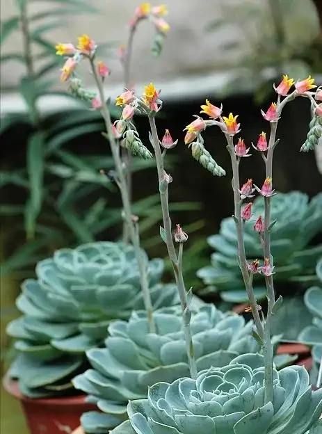 這14種植物,一種比一種更吉祥,養一盆求個家宅興旺、人生順遂