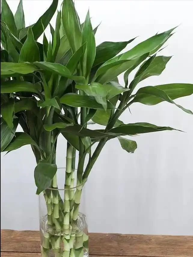 這14種植物,一種比一種更吉祥,養一盆求個家宅興旺、人生順遂