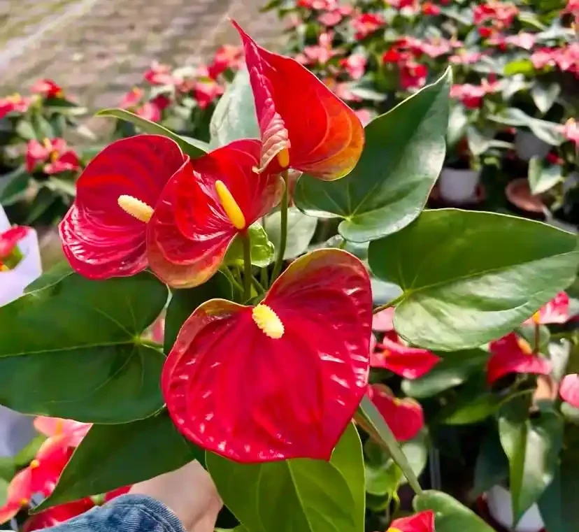 這14種植物,一種比一種更吉祥,養一盆求個家宅興旺、人生順遂