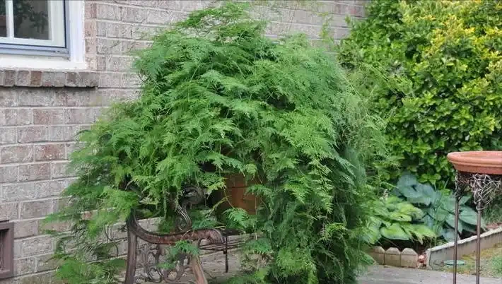 這14種植物,一種比一種更吉祥,養一盆求個家宅興旺、人生順遂
