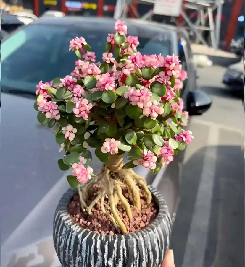 這14種植物,一種比一種更吉祥,養一盆求個家宅興旺、人生順遂