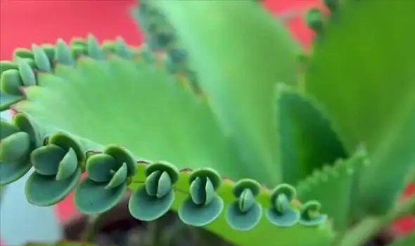 這14種植物,一種比一種更吉祥,養一盆求個家宅興旺、人生順遂
