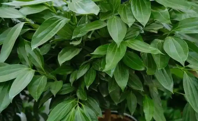 這14種植物,一種比一種更吉祥,養一盆求個家宅興旺、人生順遂