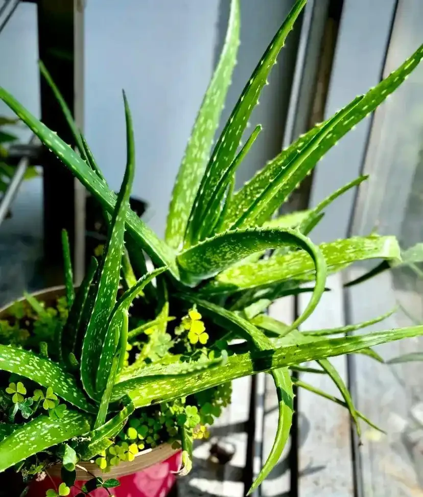 這14種植物,一種比一種更吉祥,養一盆求個家宅興旺、人生順遂