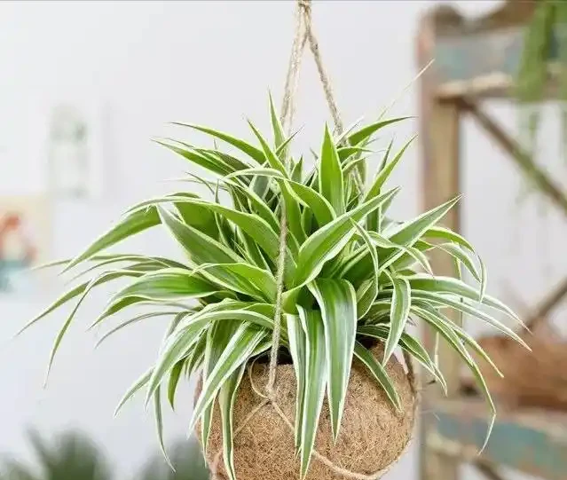 這14種植物,一種比一種更吉祥,養一盆求個家宅興旺、人生順遂