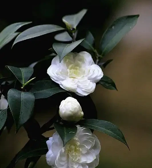 這14種植物,一種比一種更吉祥,養一盆求個家宅興旺、人生順遂
