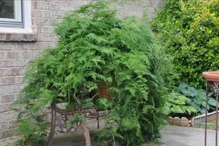 這14種植物，一種比一種更吉祥，養一盆求個家宅興旺、人生順遂